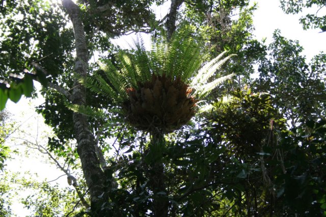 basketfern.jpg