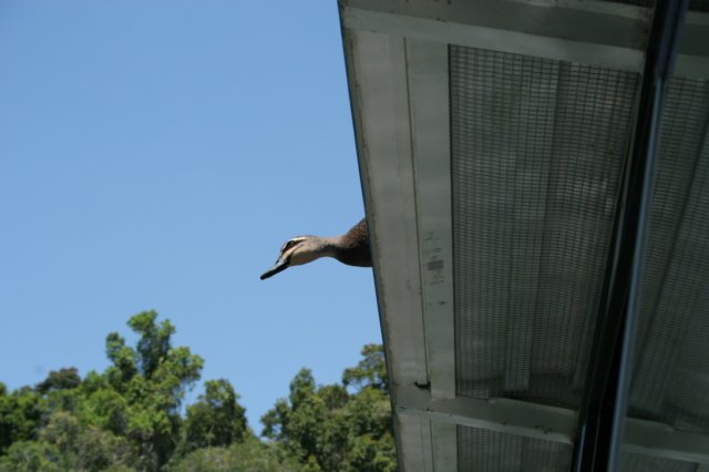 duckontopofboat.jpg