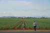 sugarcane_small.jpg
