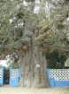baobabtree_small.jpg