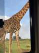 giraffe2_small.jpg
